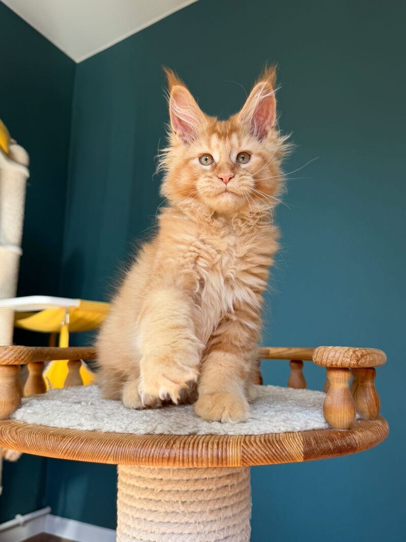Sunshine Maine Coon male red - live animals