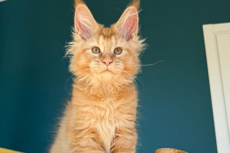 Sunshine Maine Coon male red - live animals