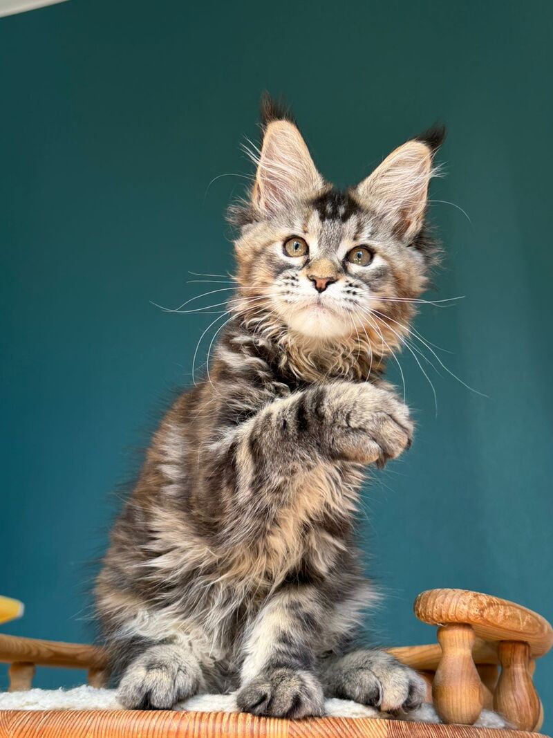 Roxana Maine Coon female black tortie tabby - live animals
