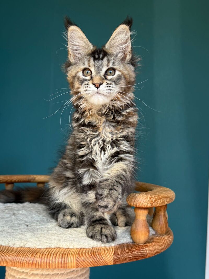 Roxana Maine Coon female black tortie tabby - live animals