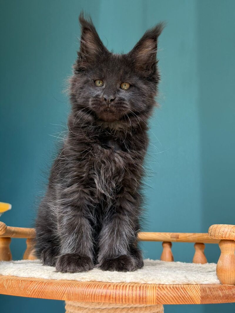 Rolling Stone Maine Coon male black - live animals