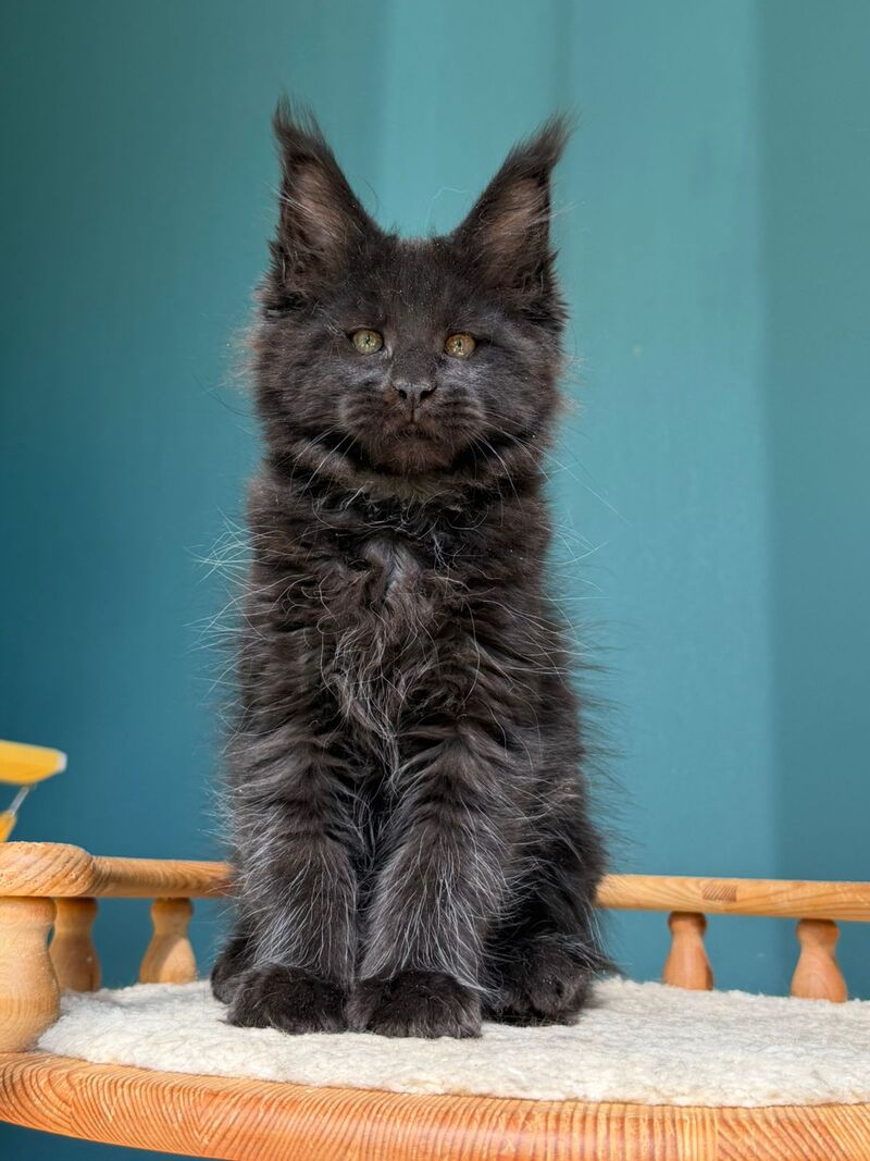 Rolling Stone Maine Coon male black - live animals