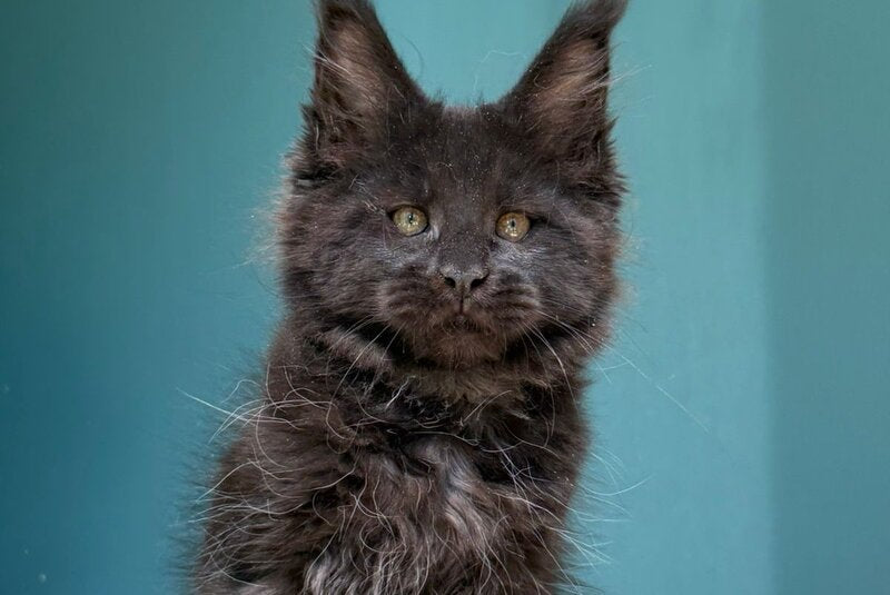 Rolling Stone Maine Coon male black - live animals