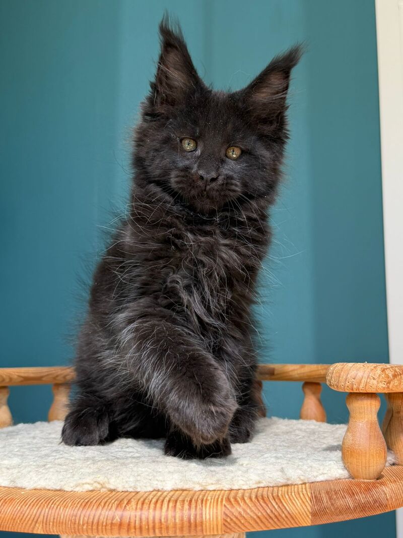 Rolling Stone Maine Coon male black - live animals