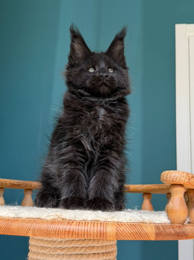 Rolling Stone Maine Coon male black - live animals