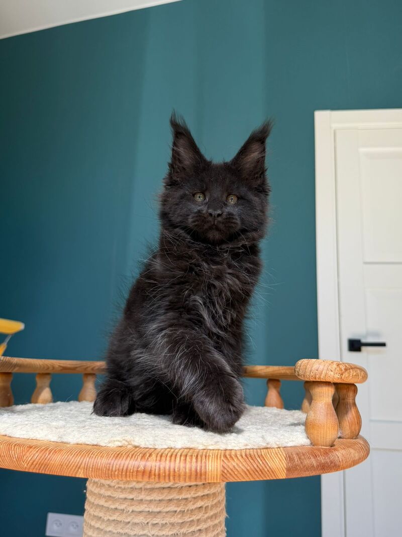 Rolling Stone Maine Coon male black - live animals