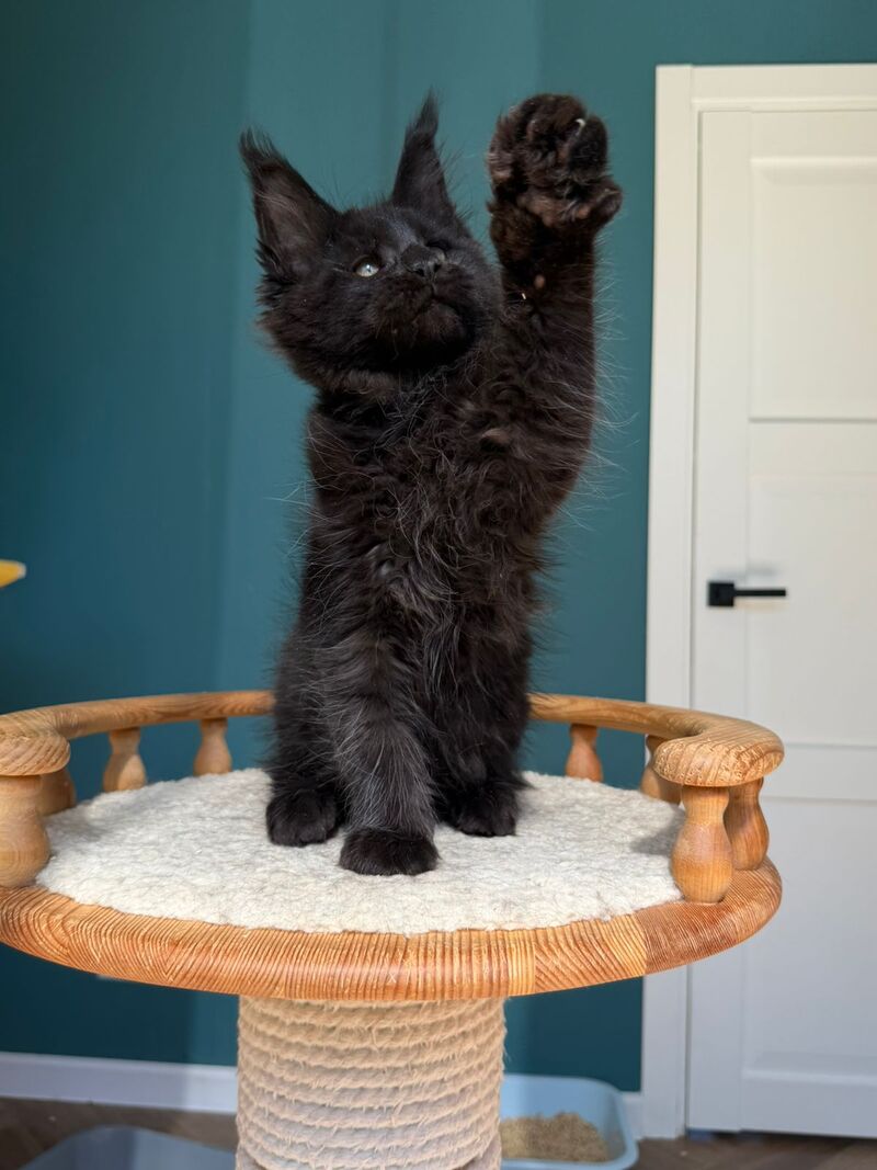 Rolling Stone Maine Coon male black - live animals