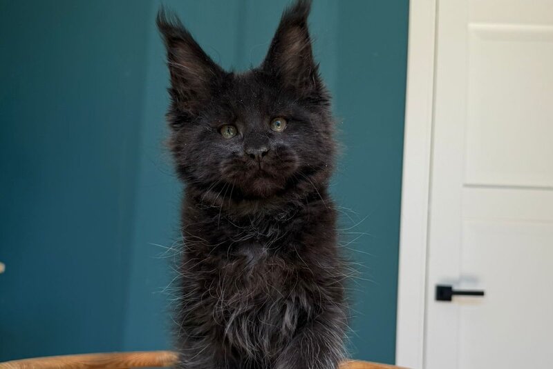 Rolling Stone Maine Coon male black - live animals