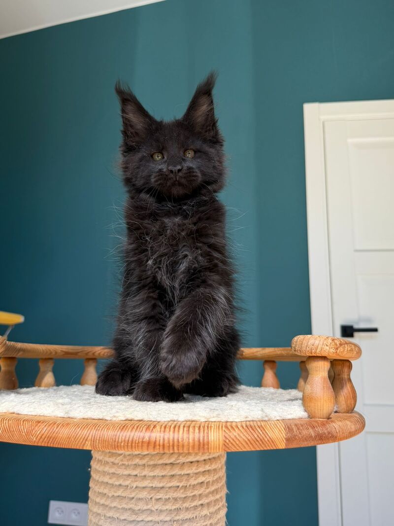 Rolling Stone Maine Coon male black - live animals
