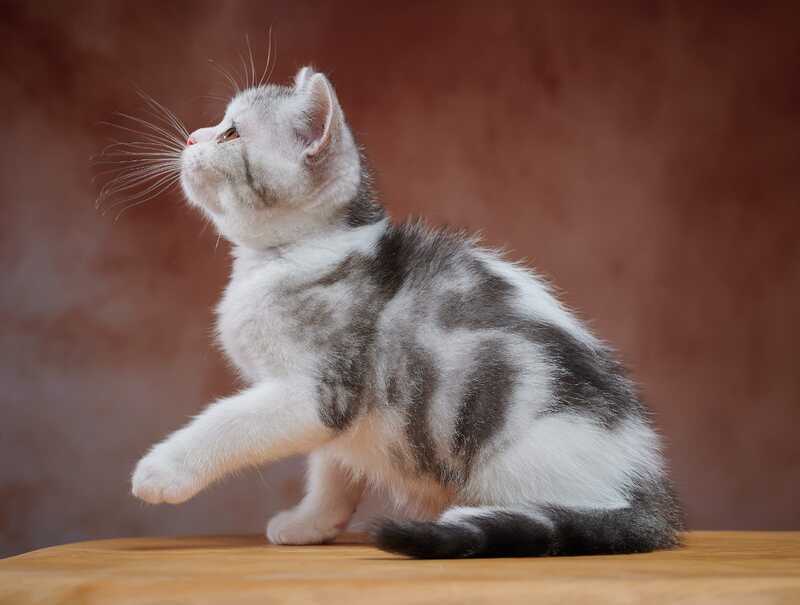 Wasiliy Scottish Straight male black silver tabby bicolour - live animals