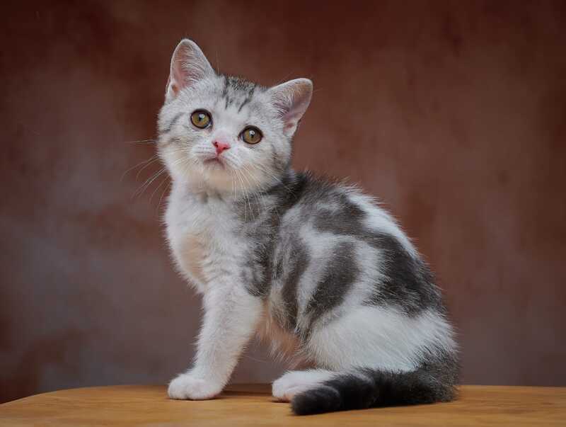 Wasiliy Scottish Straight male black silver tabby bicolour - live animals