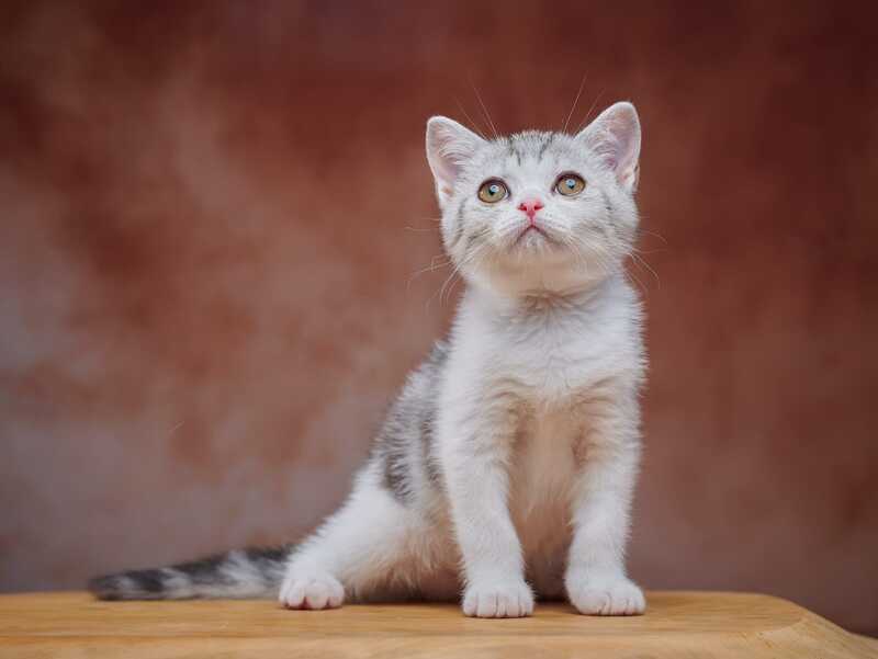 Wasiliy Scottish Straight male black silver tabby bicolour - live animals