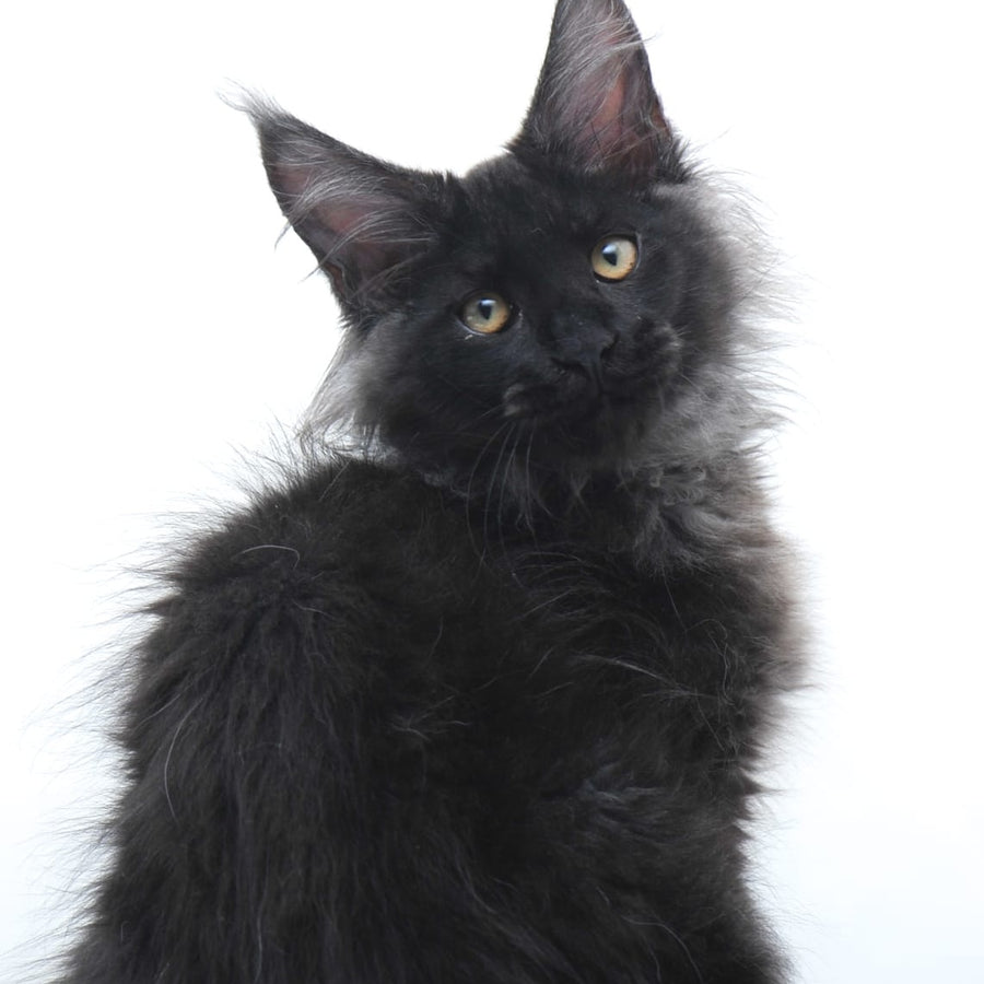 Bikanto Maine Coon male, black silver