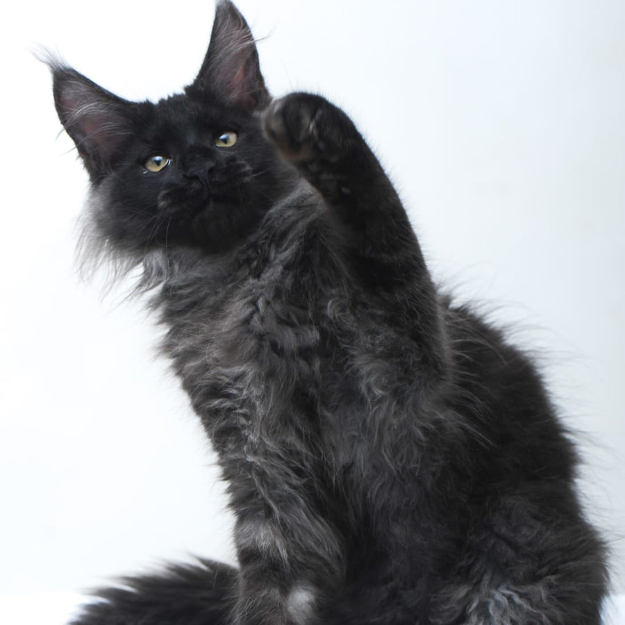 Bikanto Maine Coon male, black silver