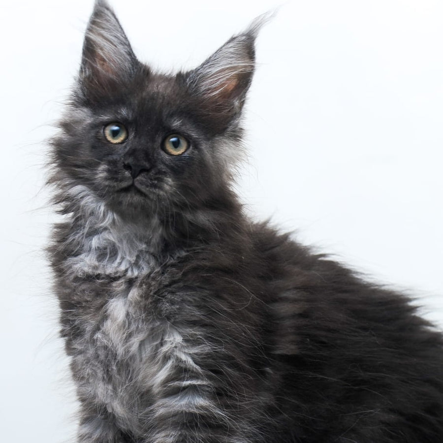 Fantazia Maine Coon female, black silver