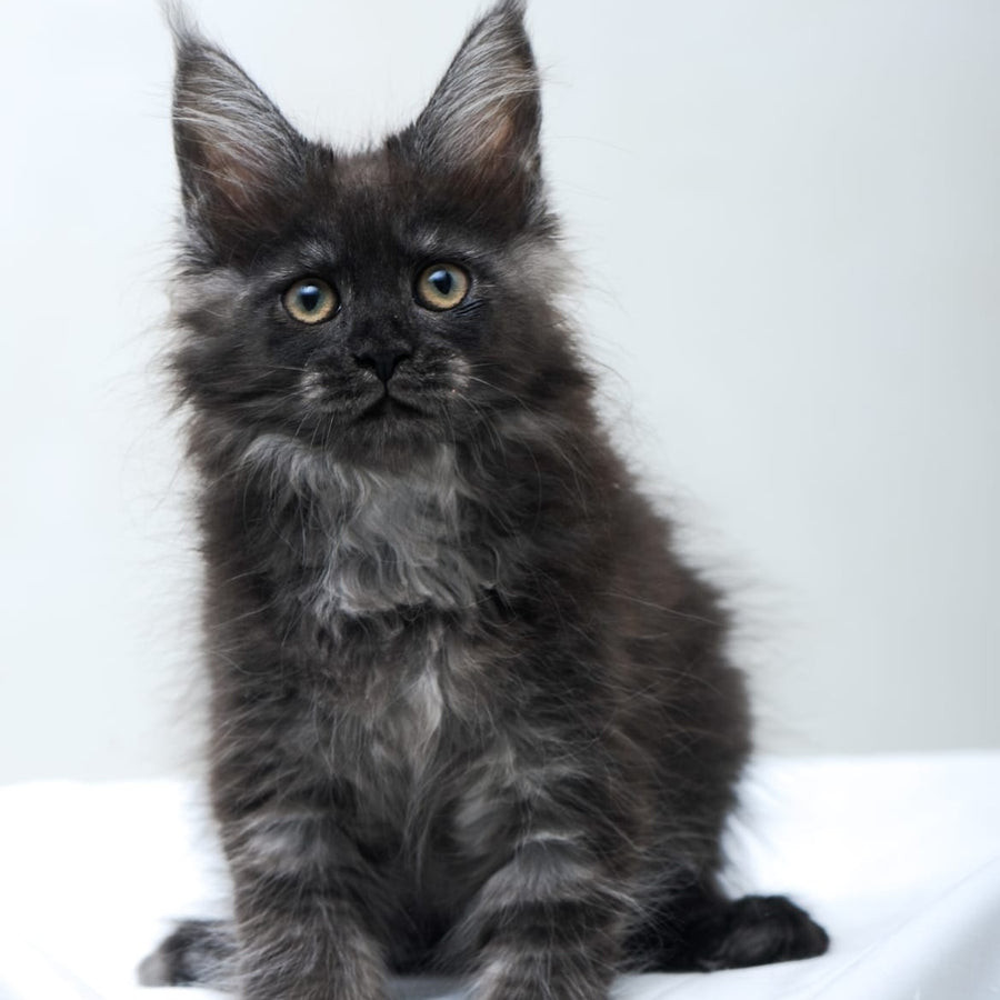 Fantazia Maine Coon female, black silver