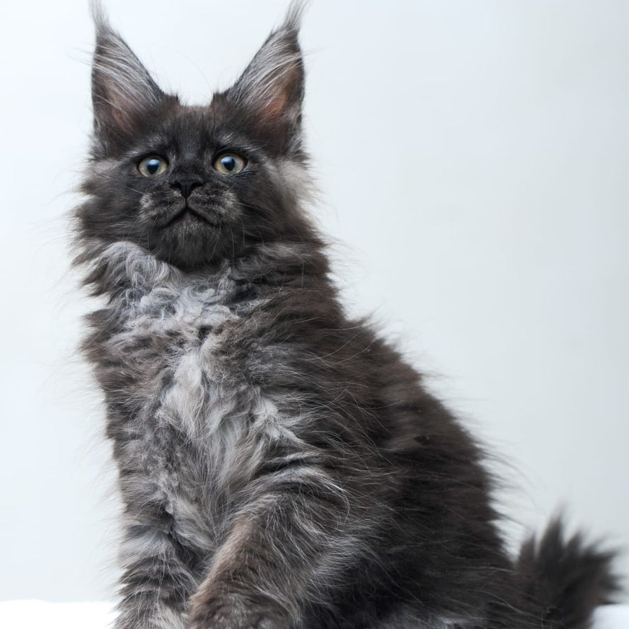 Fantazia Maine Coon female, black silver