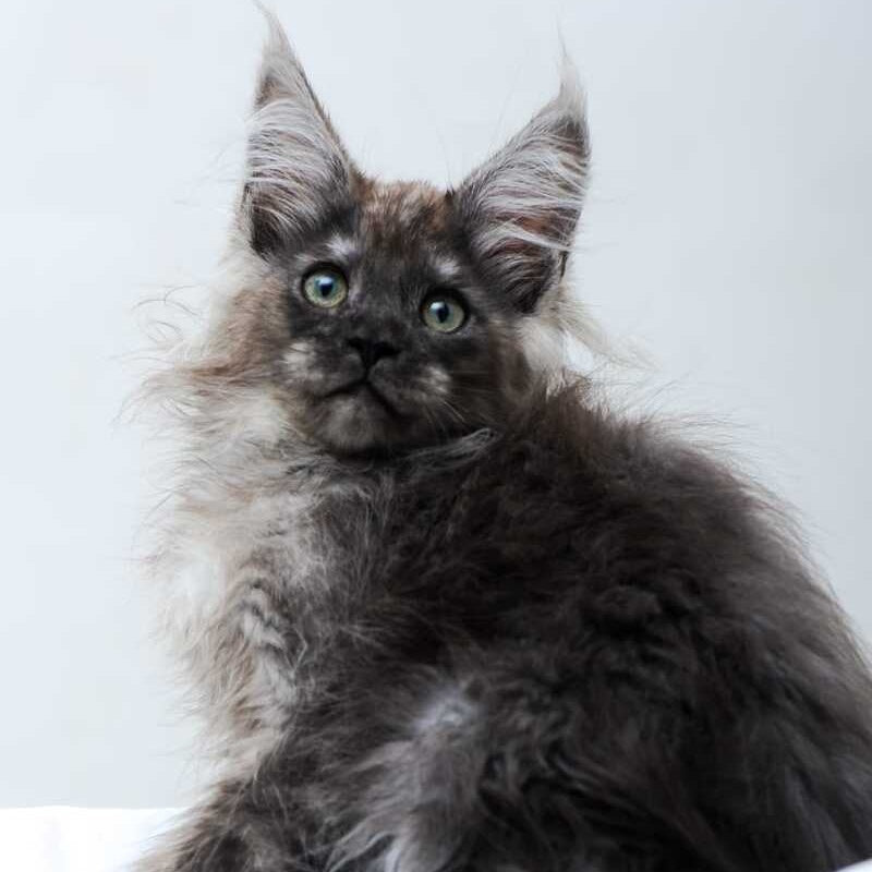 Dakota Maine Coon polydactyl female, black silver