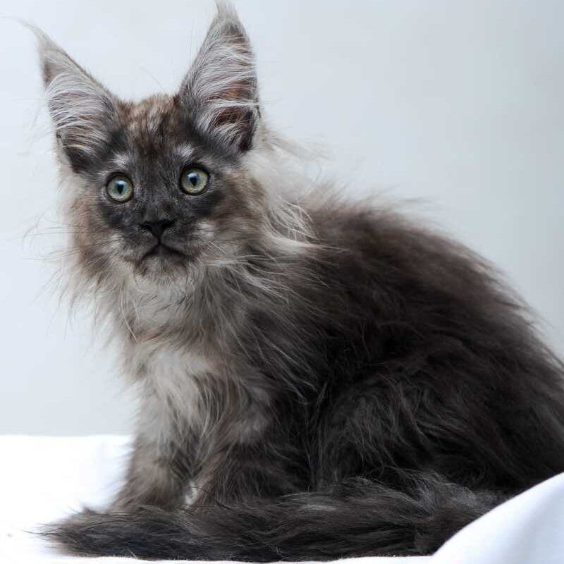 Dakota Maine Coon polydactyl female, black silver