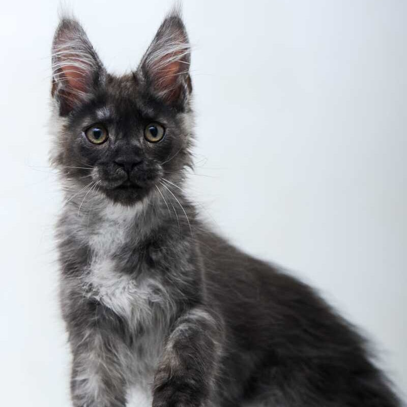 Diamond Maine Coon male, black silver