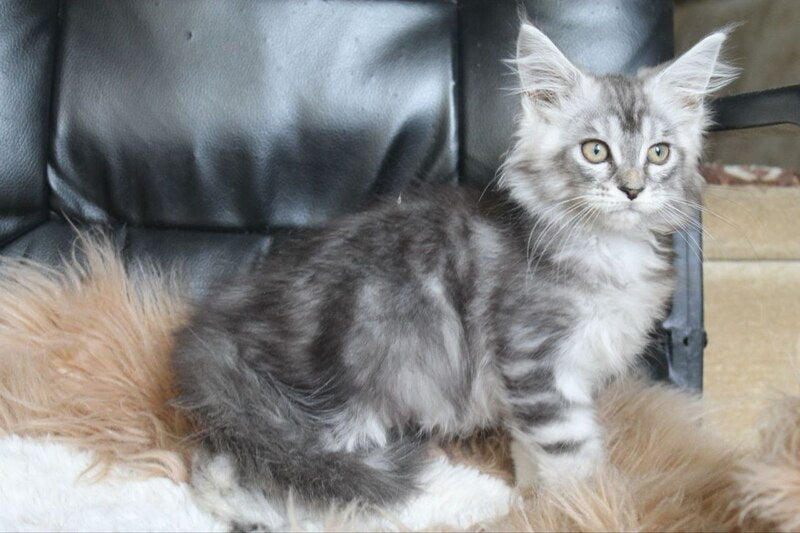 Betty Maine Coon female, blue silver tabby