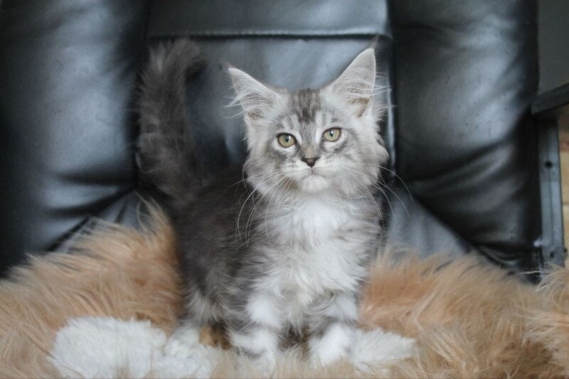 Betty Maine Coon female, blue silver tabby