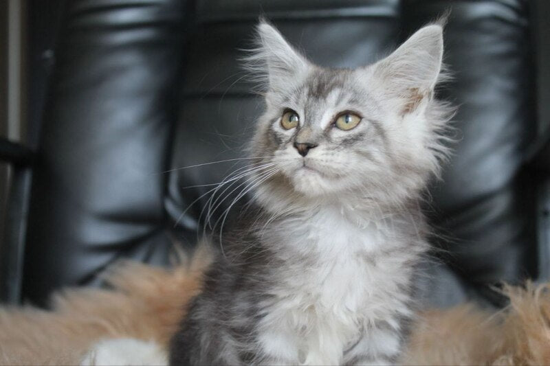 Betty Maine Coon female, blue silver tabby