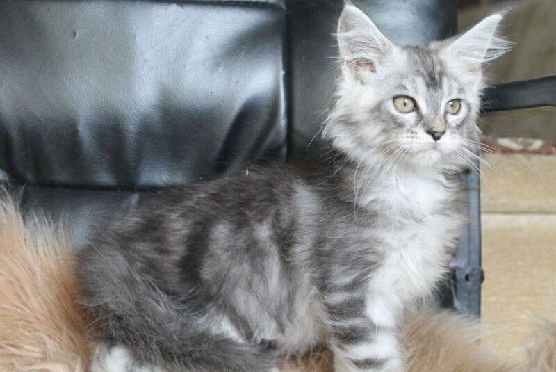 Betty Maine Coon female, blue silver tabby