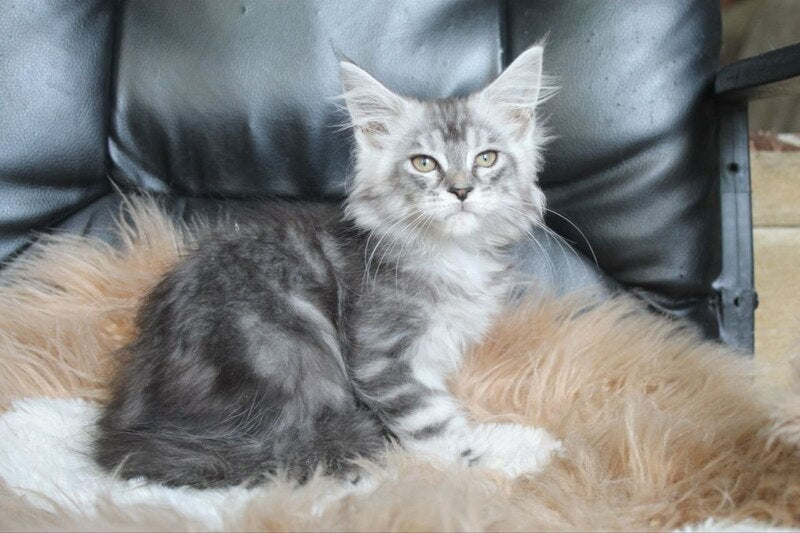 Betty Maine Coon female, blue silver tabby