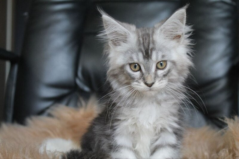 Betty Maine Coon female, blue silver tabby