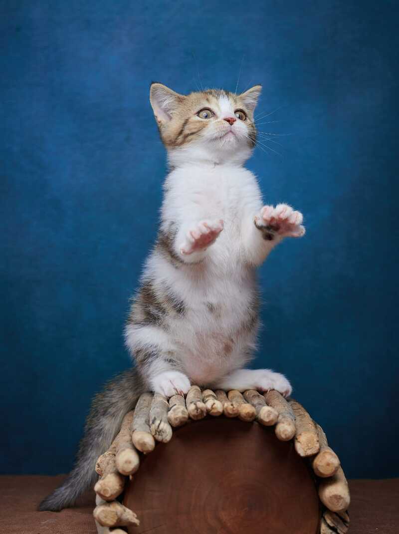 Walter Scottish Straight male black tabby bicolour - live animals