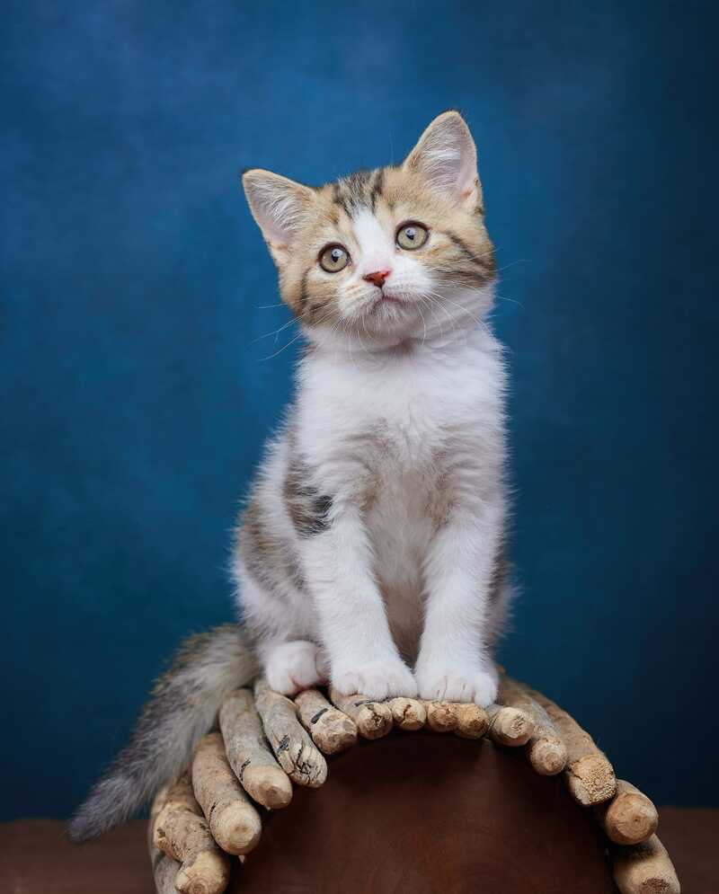 Walter Scottish Straight male black tabby bicolour - live animals