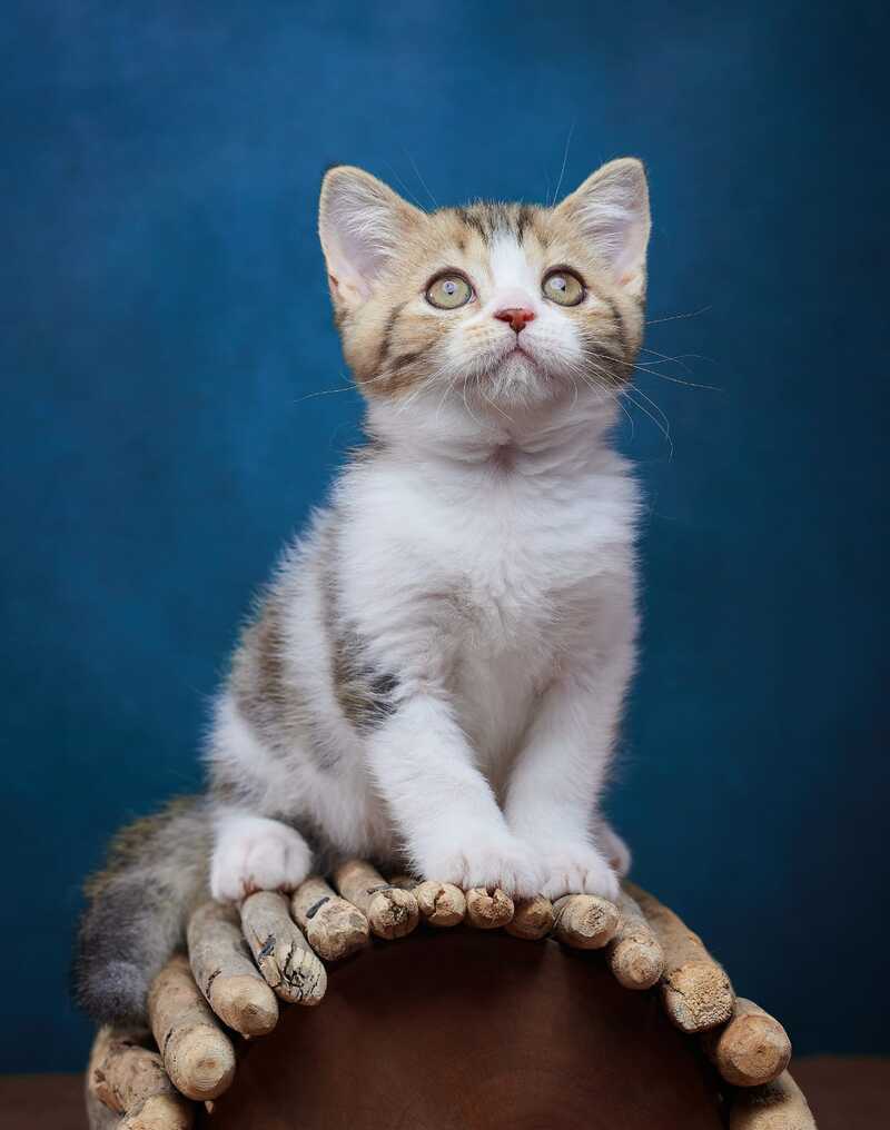 Walter Scottish Straight male black tabby bicolour - live animals