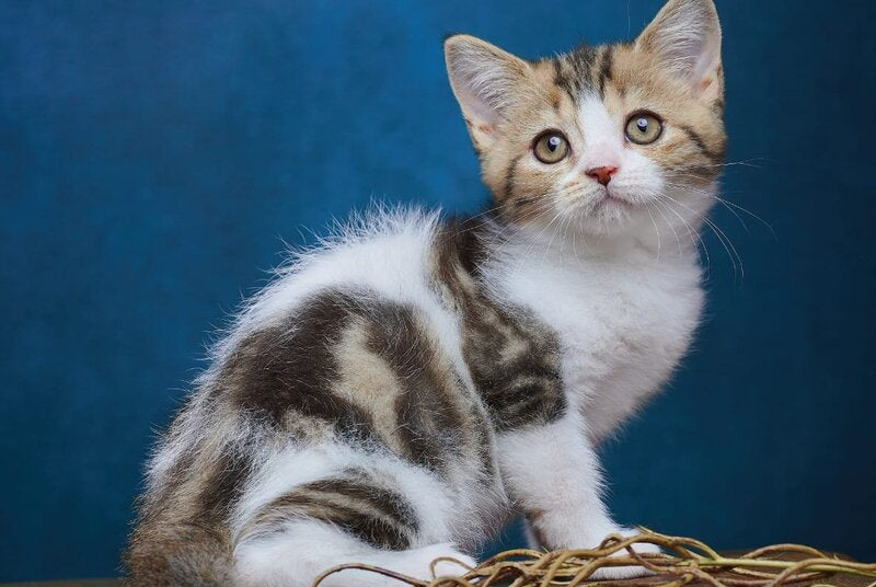 Walter Scottish Straight male black tabby bicolour - live animals