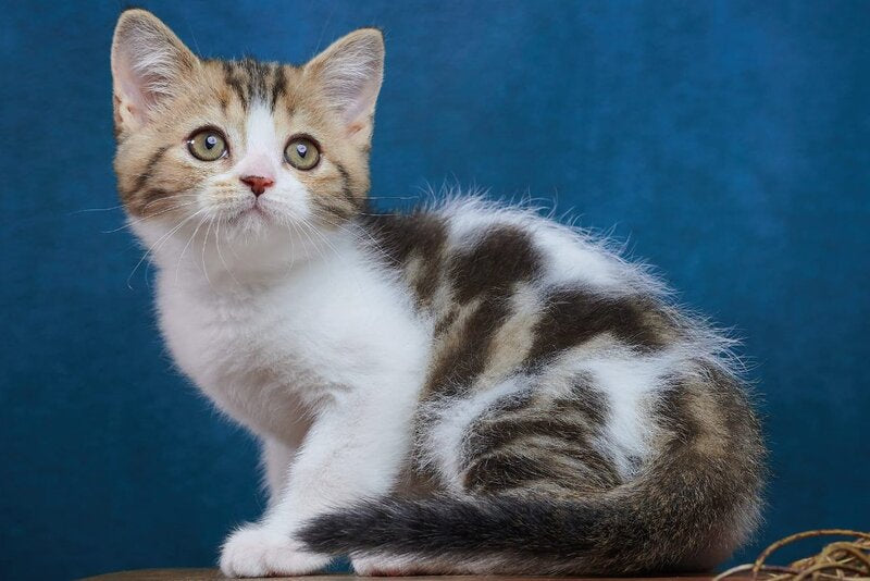 Walter Scottish Straight male black tabby bicolour - live animals