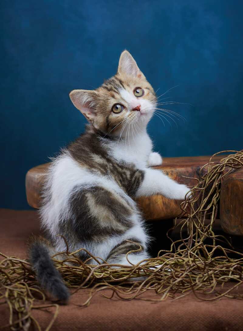 Walter Scottish Straight male black tabby bicolour - live animals