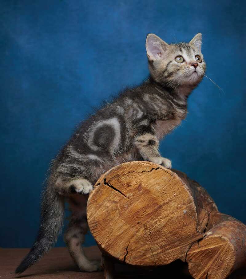 Winston Scottish Straight male black tabby - live animals