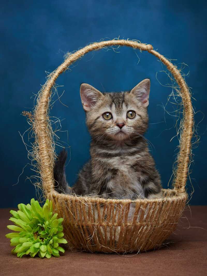 Winston Scottish Straight male black tabby - live animals