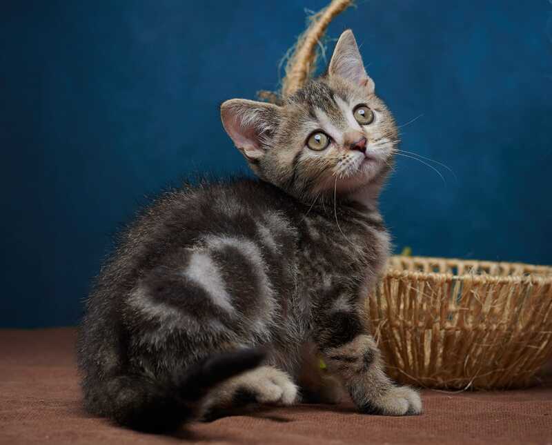 Winston Scottish Straight male black tabby - live animals
