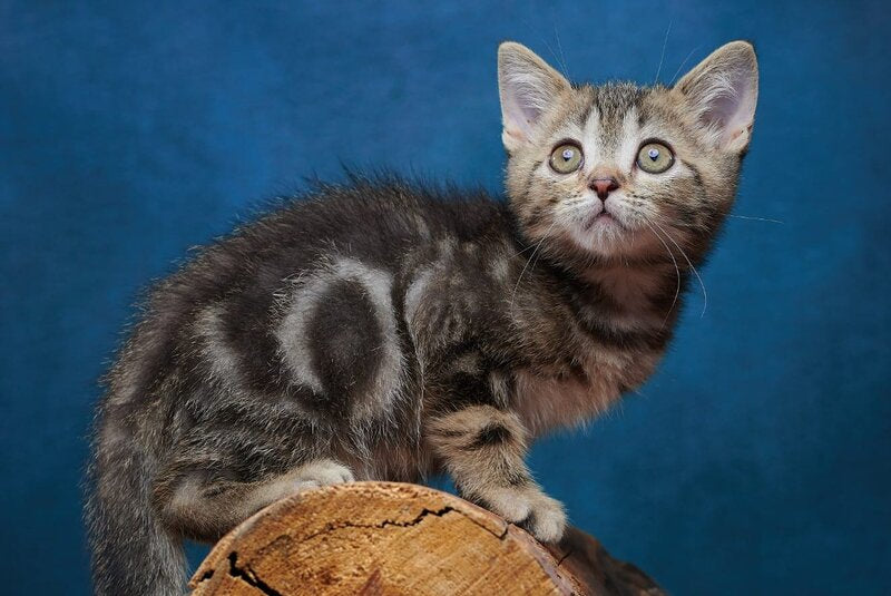 Winston Scottish Straight male black tabby - live animals