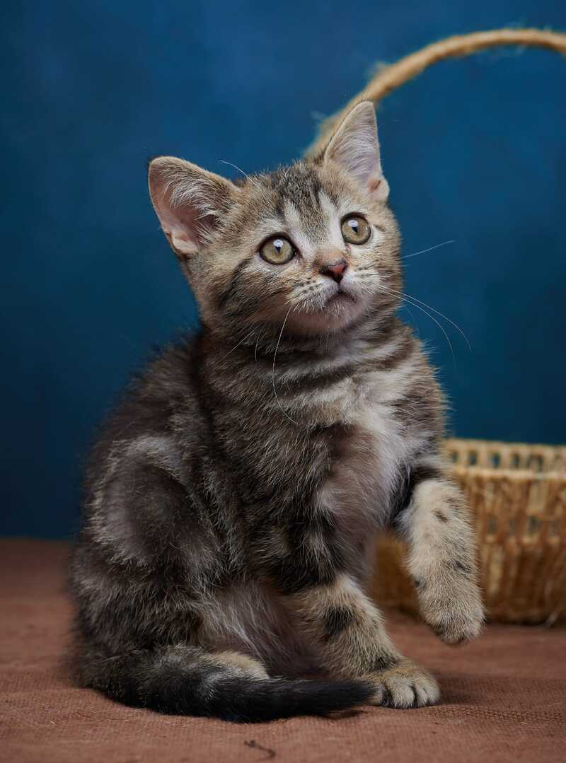 Winston Scottish Straight male black tabby - live animals