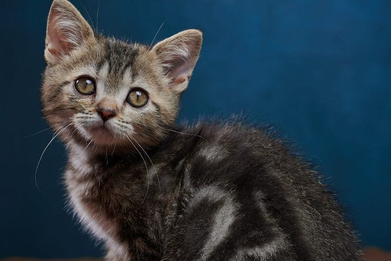 Winston Scottish Straight male black tabby - live animals