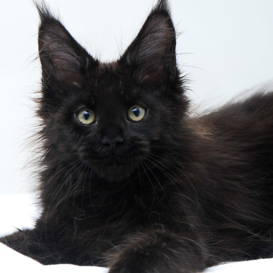 Diva Maine Coon polydactyl 6x6x6x6 female, black