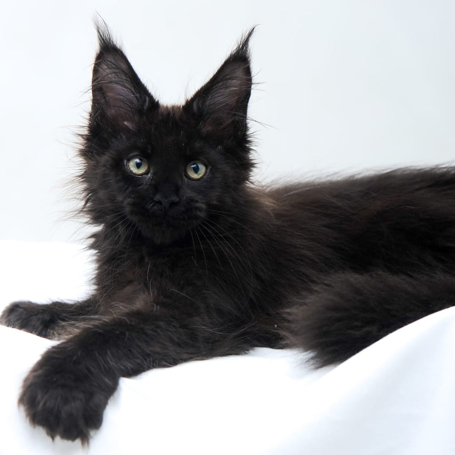 Diva Maine Coon polydactyl 6x6x6x6 female, black