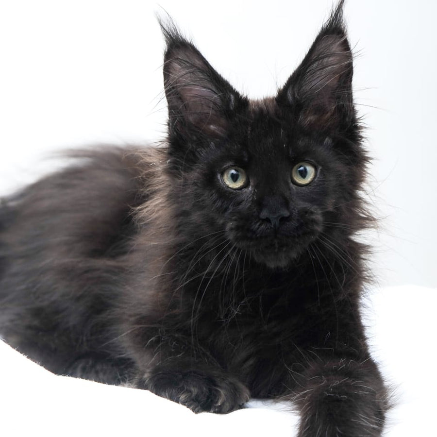 Diva Maine Coon polydactyl 6x6x6x6 female, black