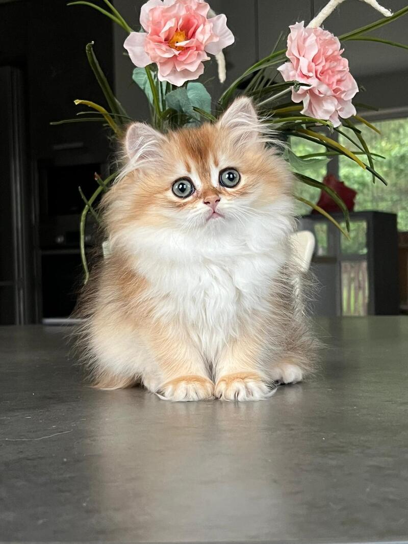 Vesta British Longhair female, black golden chinchilla