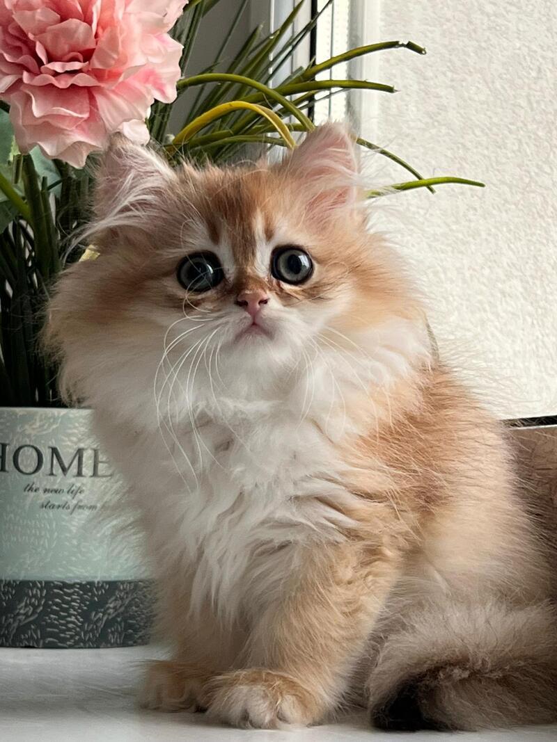 Vesta British Longhair female, black golden chinchilla