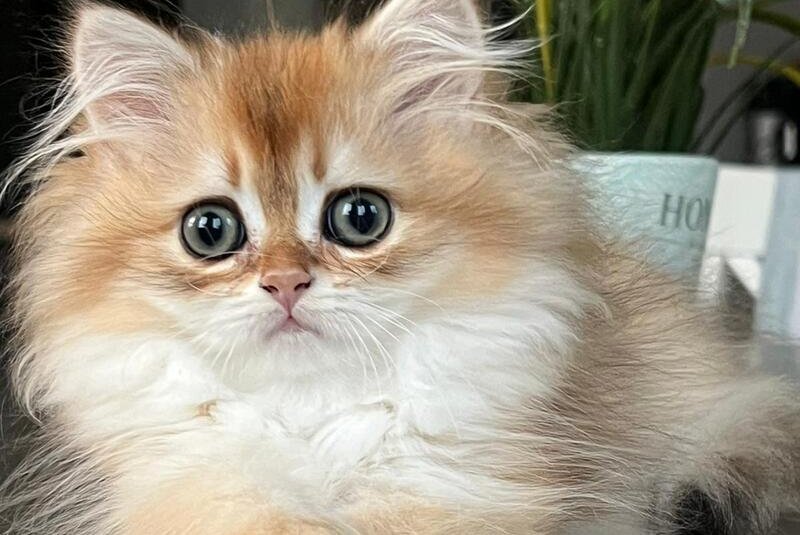 Vesta British Longhair female, black golden chinchilla