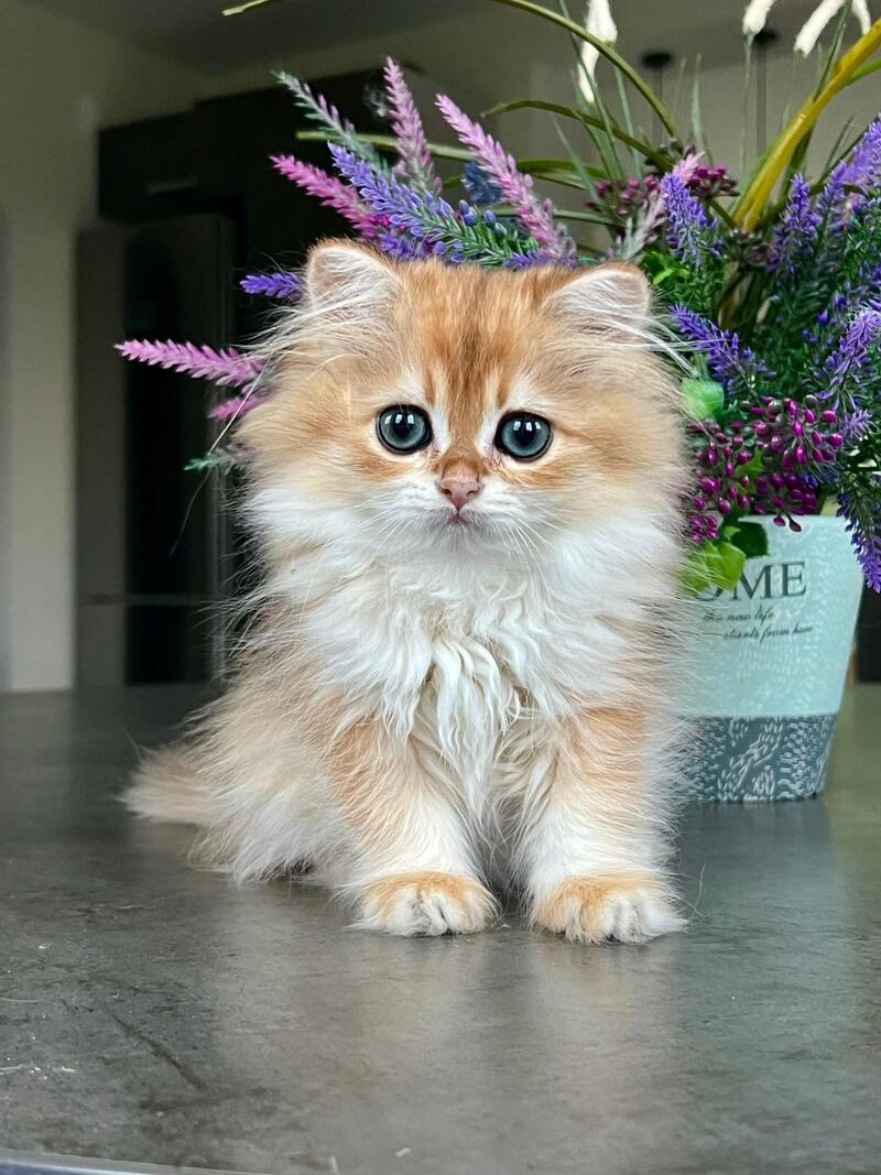 Viola British Longhair female, black golden shaded