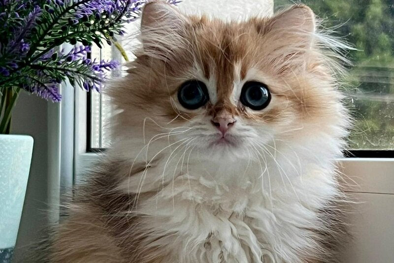 Viola British Longhair female, black golden shaded
